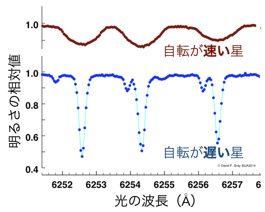 自転が速い星では吸収線が幅広く、自転が遅い星では吸収線が細く見えるスペクトルの比較。